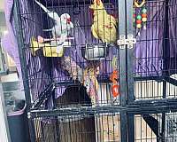 cute-bird-for-sale-in-douglasville-ga