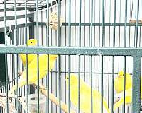 green-yellow-belgian-waterslager-canary-for-sale