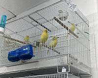 belgian-waterslager-canary-for-sale-in-san-antonio-tx