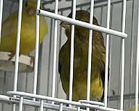 pet-singing-belgian-waterslager-canary-for-sale