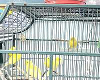 medium-pet-singing-bird-for-sales