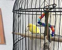 pet-singing-bird-for-sale-in-san-antonio-tx