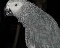 large-homing-tame-bird-for-sales