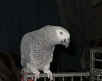 african-grey-parrot-for-sale