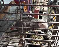 grey-african-grey-parrot-for-sale