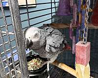 grey-bird-for-sale