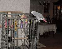 large-bird-for-sale
