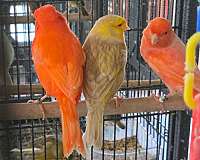 diamond-dove-for-sale