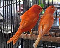 diamond-dove-for-sale-in-minneapolis-mn