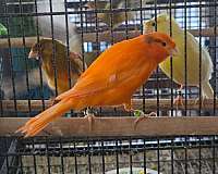 bird-for-sale-in-minneapolis-mn