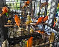mixed-bird-for-sale