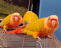 green-cheek-conure-for-sale-in-fort-white