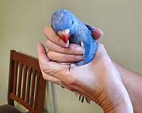 rare-bird-for-sale-in-sinking-spring-pa