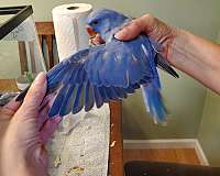 green-bird-for-sale-in-sinking-spring-pa