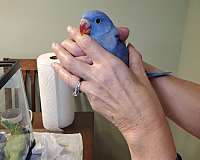 baby-bird-for-sale-in-sinking-spring-pa