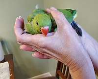 ringneck-parakeet-for-sale-in-sinking-spring-pa