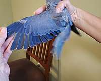 ringneck-parakeet-for-sale