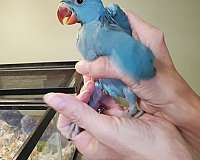 ringneck-parakeet-for-sale-in-sinking-spring-pa