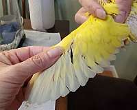 ringneck-parakeet-for-sale