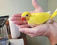 green-yellow-bird-for-sale-in-sinking-spring-pa