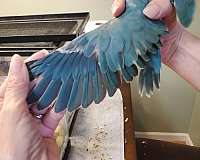 baby-bird