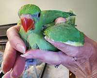 bird-for-sale-in-sinking-spring-pa