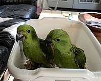 bird-for-sale-in-connecticut