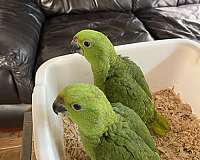 yellow-naped-amazon-parrot-for-sale