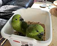 yellow-naped-amazon-parrot-for-sale-in-connecticut