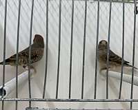 other-finch-for-sale-in-hillside-nj