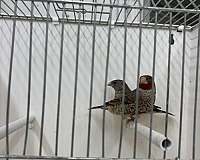 other-finch-for-sale