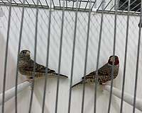 red-bird-for-sale-in-hillside-nj