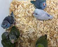 cobalt-bird-for-sale-in-hillside-nj