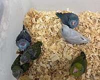 parrotlet-for-sale