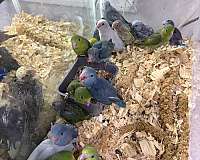 parrotlet-for-sale-in-hillside-nj