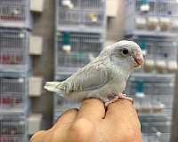 bird-for-sale-in-hillside-nj