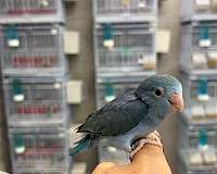 baby-bird