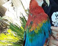 cobalt-bird-for-sale-in-placerville-ca
