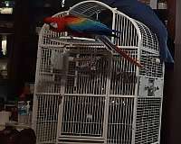 red-bird-for-sale-in-placerville-ca