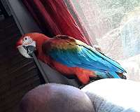 exotic-bird-for-sale-in-placerville-ca