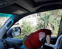 fancy-bird-for-sale-in-placerville-ca