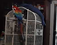 house-trained-bird-for-sale-in-placerville-ca