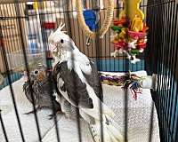 cockatiel-for-sale