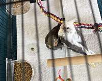 cinnamon-cockatiel-for-sale