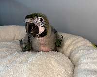 hybrid-macaw-for-sale-in-loxahatchee-fl