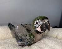 hybrid-macaw-for-sale
