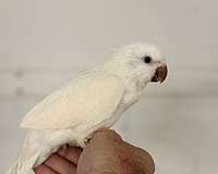 playful-bird-for-sale-in-oklahoma