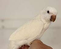 albino-white-bird-for-sale-in-oklahoma