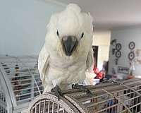 umbrella-cockatoo-for-sale
