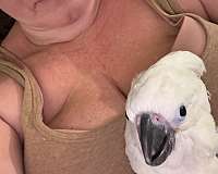 umbrella-cockatoo-for-sale-in-pennsylvania